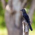 Smooth-billed Ani (Crotophaga ani)