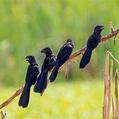 Smooth-billed Ani (Crotophaga ani)
