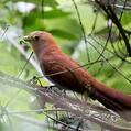 Squirrel Cuckoo (Piaya cayana)