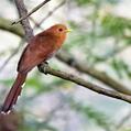 Squirrel Cuckoo (Piaya cayana)