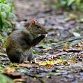 Central American Agouti (Dasyprocta punctata)