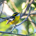 Yellow-breasted Boatbill (Machaerirhynchus flaviventer)