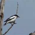 White-winged Triller (Lalage tricolor)