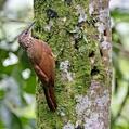Cocoa Woodcreeper (Xiphorhynchus susurrans)