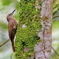 Cocoa Woodcreeper (Xiphorhynchus susurrans)