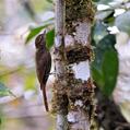 Wedge-billed Woodcreeper (Glyphorynchus spirurus)