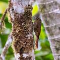 Wedge-billed Woodcreeper (Glyphorynchus spirurus)