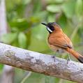 White-whiskered Spinetail (Synallaxis candei)