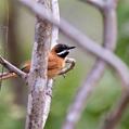 White-whiskered Spinetail (Synallaxis candei)