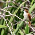 Yellow-chinned Spinetail (Certhiaxis cinnamomeus)