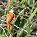 Yellow-chinned Spinetail (Certhiaxis cinnamomeus)