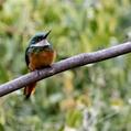 Rufous-tailed Jacamar (Galbula ruficauda)