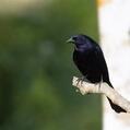 Shiny Cowbird (Molothrus bonariensis)
