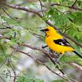 Yellow Oriole (Icterus nigrogularis)