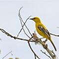 Yellow Oriole (Icterus nigrogularis)