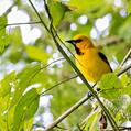Yellow Oriole (Icterus nigrogularis)