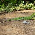 Common Green Iguana (Iguana iguana)