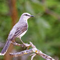 Tropical Mockingbird (Mimus gilvus)