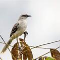 Tropical Mockingbird (Mimus gilvus)