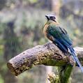 Andean Motmot (Momotus aequatorialis)