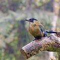 Andean Motmot (Momotus aequatorialis)