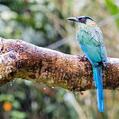 Andean Motmot (Momotus aequatorialis)