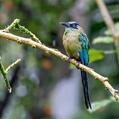 Andean Motmot (Momotus aequatorialis)