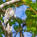 Common Potoo (Nyctibius griseus)