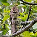 Common Potoo (Nyctibius griseus)