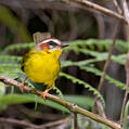 Chestnut-capped Warbler (Basileuterus delattrii)