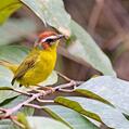 Chestnut-capped Warbler (Basileuterus delattrii)