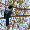 Pacific Koel (Eudynamys orientalis)