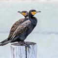 Great Cormorant (Phalacrocorax carbo)