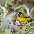 Santa Marta Warbler (Myiothlypis basilica)