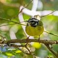Santa Marta Warbler (Myiothlypis basilica)
