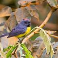 Slate-throated Whitestart (Myioborus miniatus)