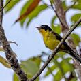 Yellow-crowned Whitestart (Myioborus flavivertex)