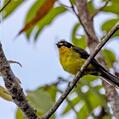 Yellow-crowned Whitestart (Myioborus flavivertex)