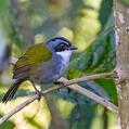 Grey-browed Brushfinch (Arremon assimilis)