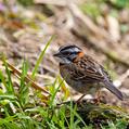 Rufous-collared Sparrow (Zonotrichia capensis)