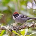 Slaty Brushfinch (Atlapetes schistaceus)