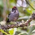 Slaty Brushfinch (Atlapetes schistaceus)