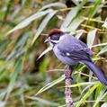 Slaty Brushfinch (Atlapetes schistaceus)