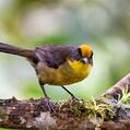 Tricolored Brushfinch (Atlapetes tricolor)