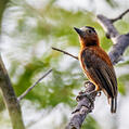 Chestnut Piculet (Picumnus cinnamomeus)