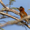 Chestnut Piculet (Picumnus cinnamomeus)