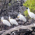 Royal Spoonbill (Platalea regia)
