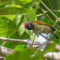 Golden-olive Woodpecker (Colaptes rubiginosus)