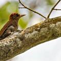 Red-rumped Woodpecker (Veniliornis kirkii)