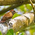 Red-rumped Woodpecker (Veniliornis kirkii)